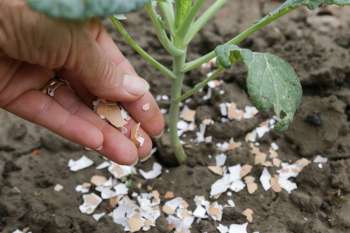 A hand sprinkling crushed eggshells around the base of a green plant in soil.