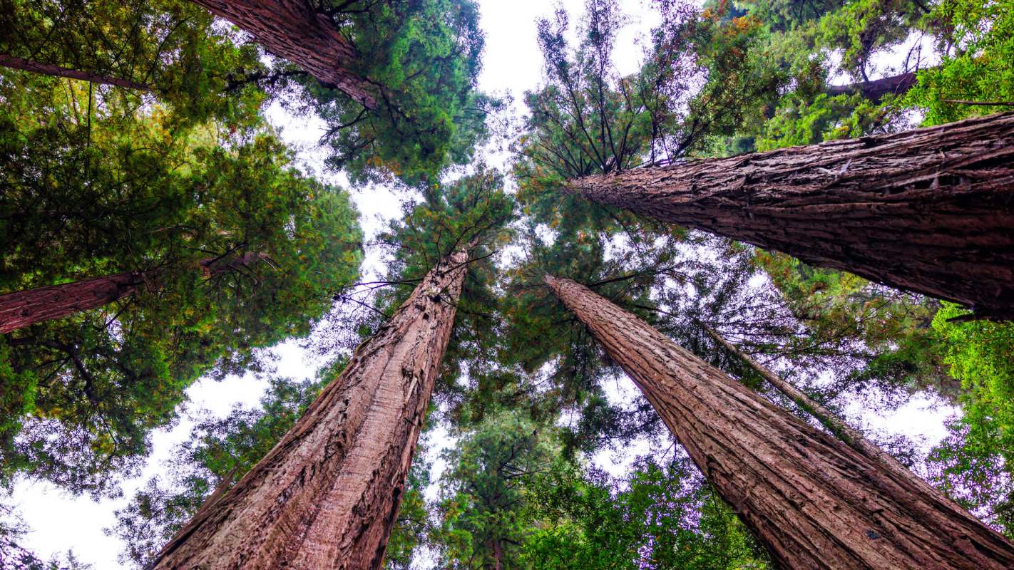 A skyward view of redwood trees.