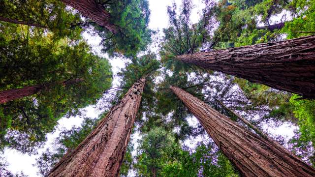 A skyward view of redwood trees.