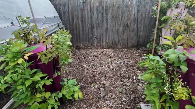 A garden area featuring green plants, wooden fencing, and a mulch-covered ground.