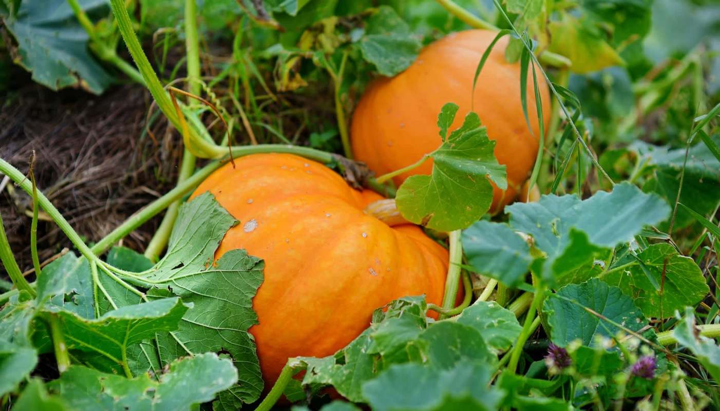 Two pumpkins.