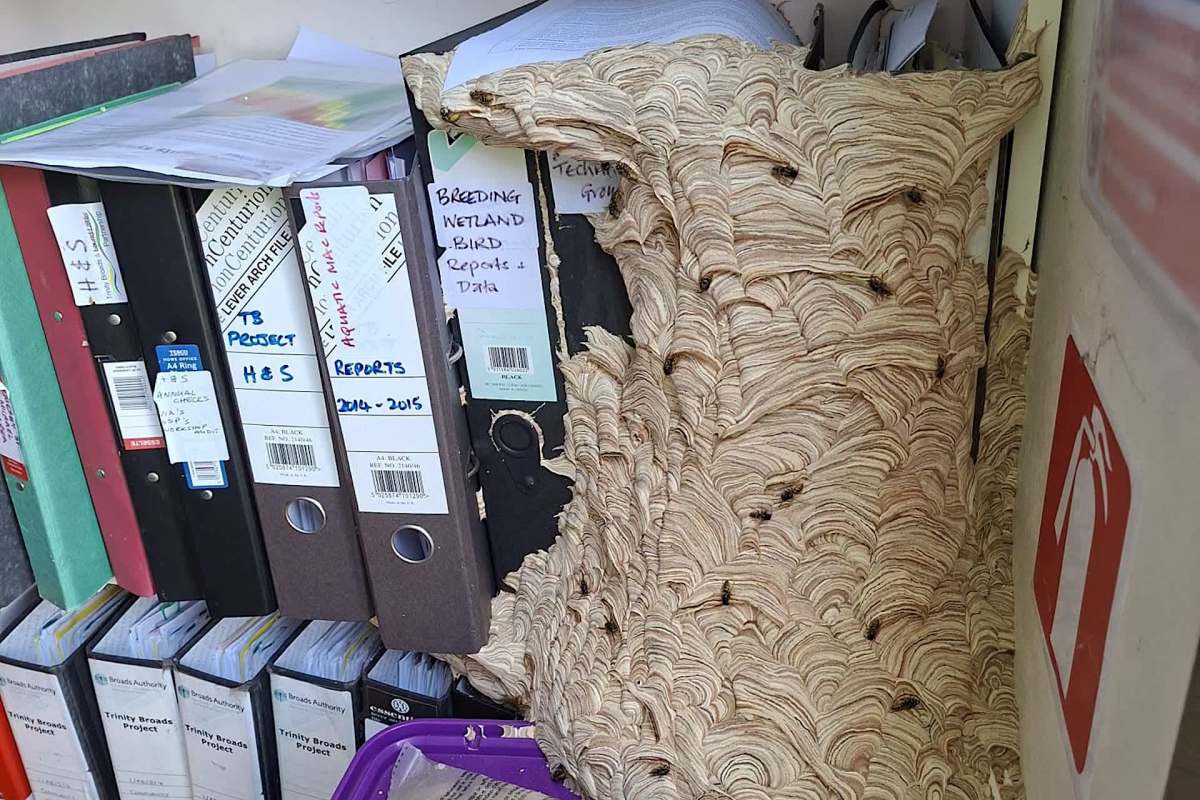 A wasp nest attached to a stack of binders.