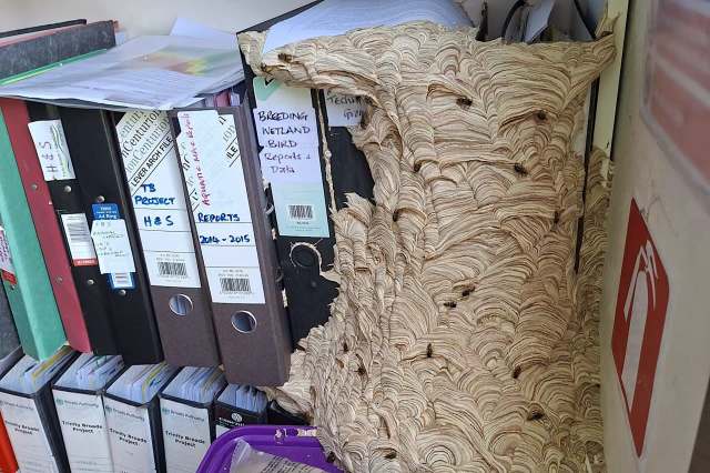 A wasp nest attached to a stack of binders.