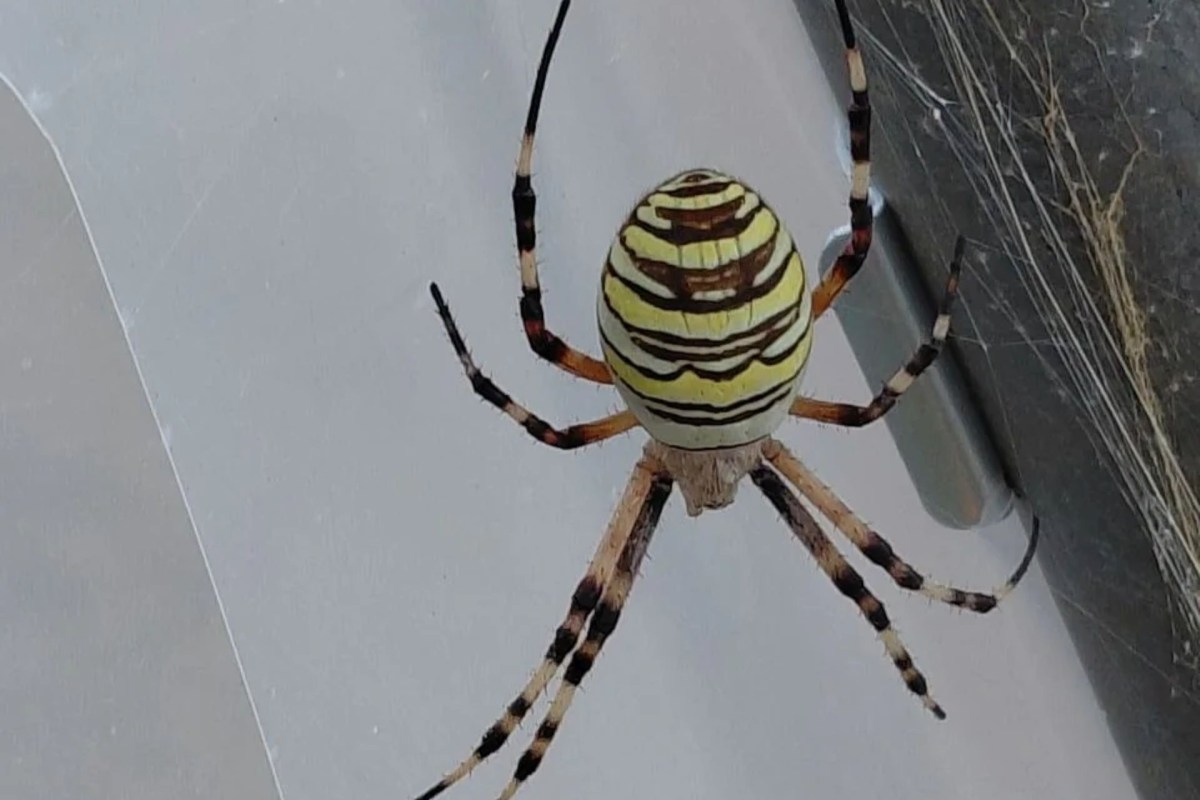 A wasp spider.