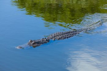 An alligator in water.
