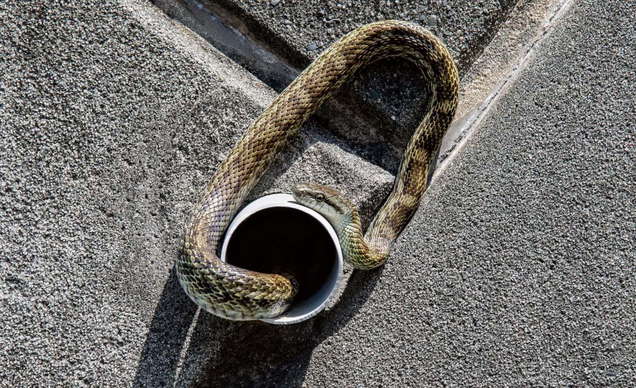 A snake emerges from a white pipe on a textured gray surface.