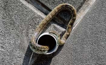 A snake emerges from a white pipe on a textured gray surface.