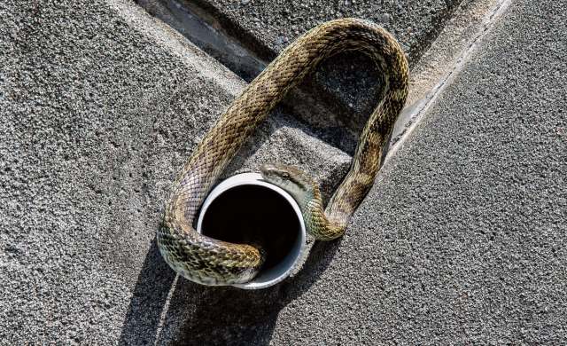 A snake emerges from a white pipe on a textured gray surface.