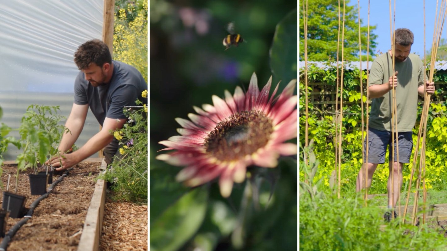 A man plants tomatoes in a greenhouse, a flower blooms, and another man prepares garden stakes outdoors.