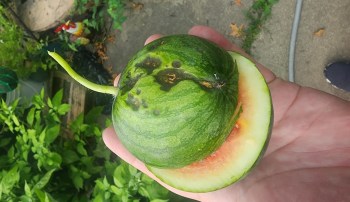 A watermelon with rot on the outside.