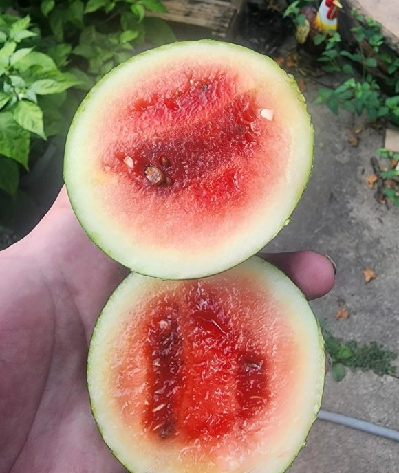 A watermelon with red on the inside.