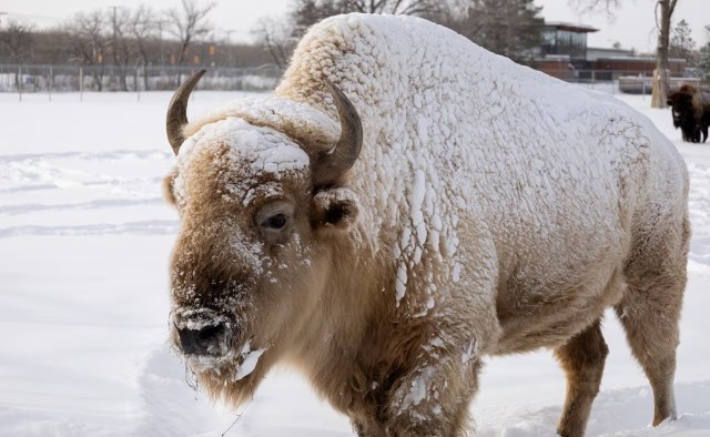 A snow-covered white bison stands in a winter landscape.