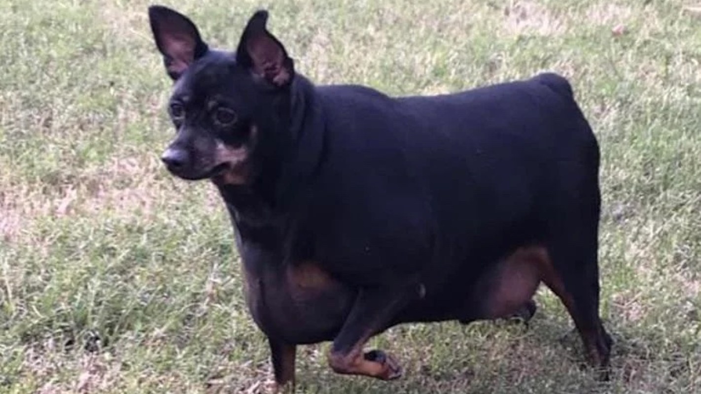 A black dog standing on grass.