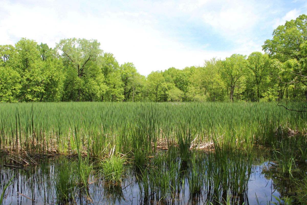 Wetlands.