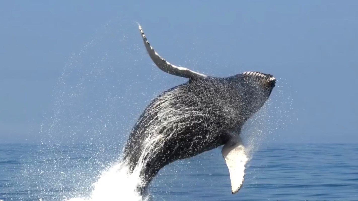 A whale breaching the surface of the water, creating a splash.