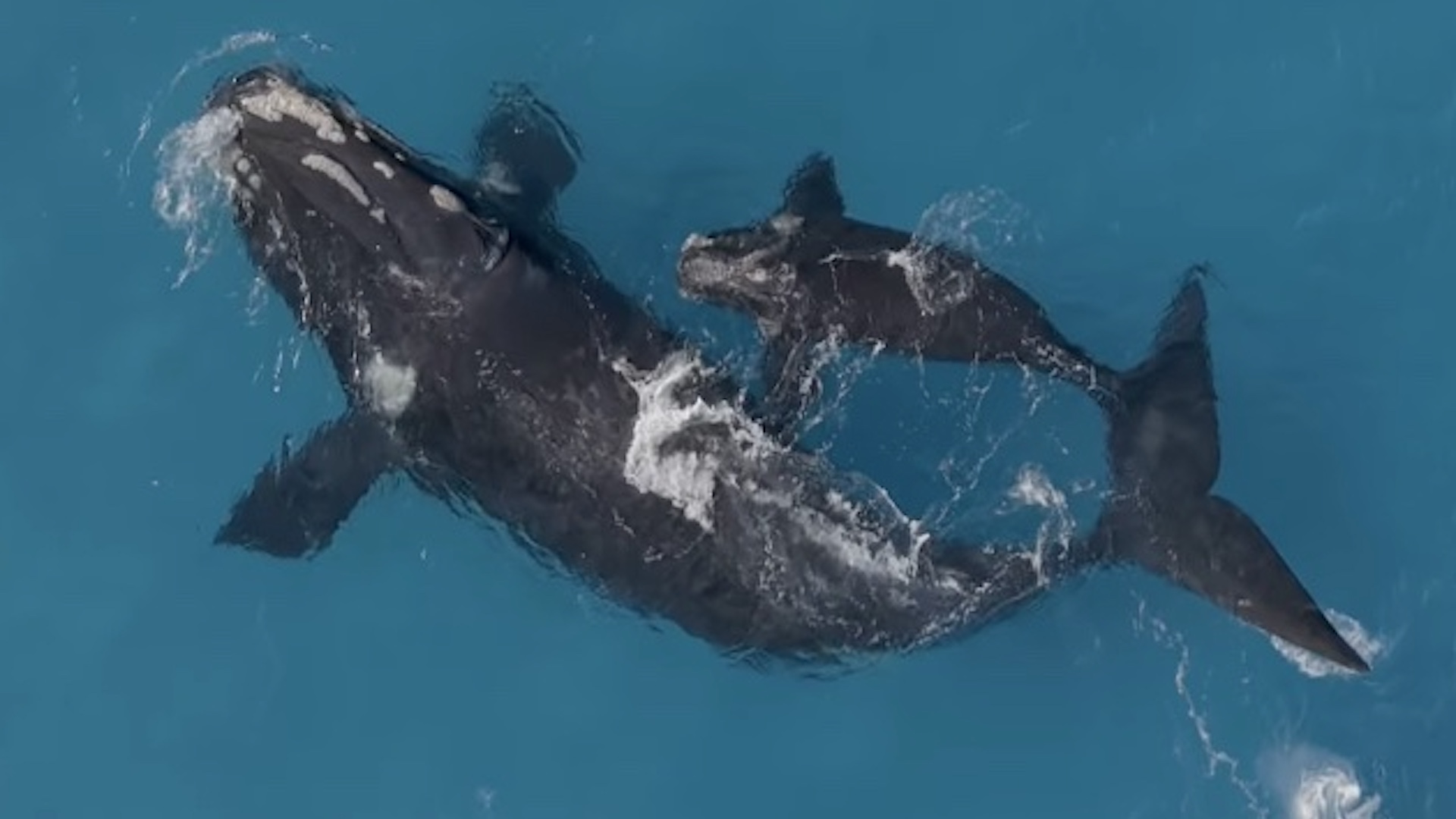 Drone video captures filmmaker's biggest great white yet as it appears to size up a whale calf