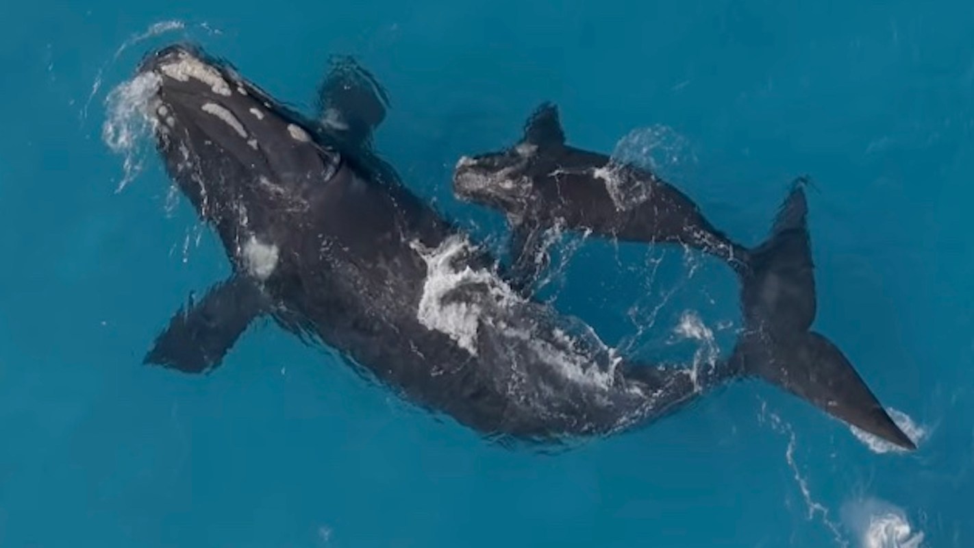 A whale and its calf swim together in clear blue water.
