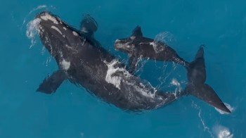 A whale and its calf swim together in clear blue water.