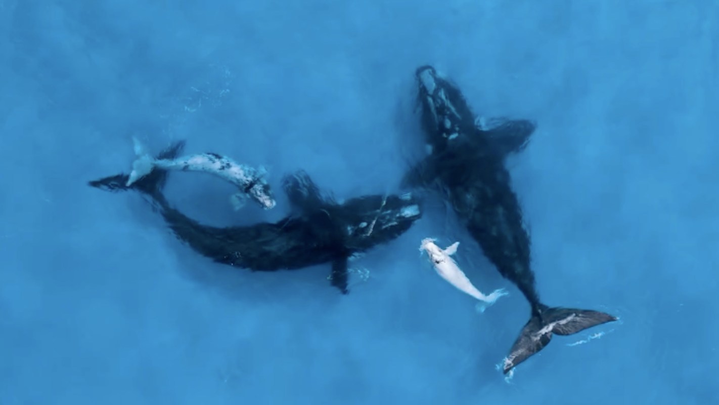 Four whales just under the surface of the water.