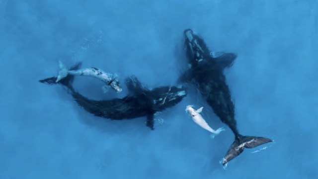 Four whales just under the surface of the water.