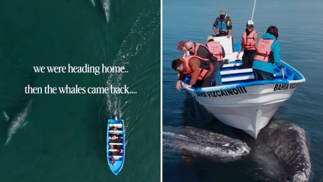 Gray whales approaching a whale-watching boat.