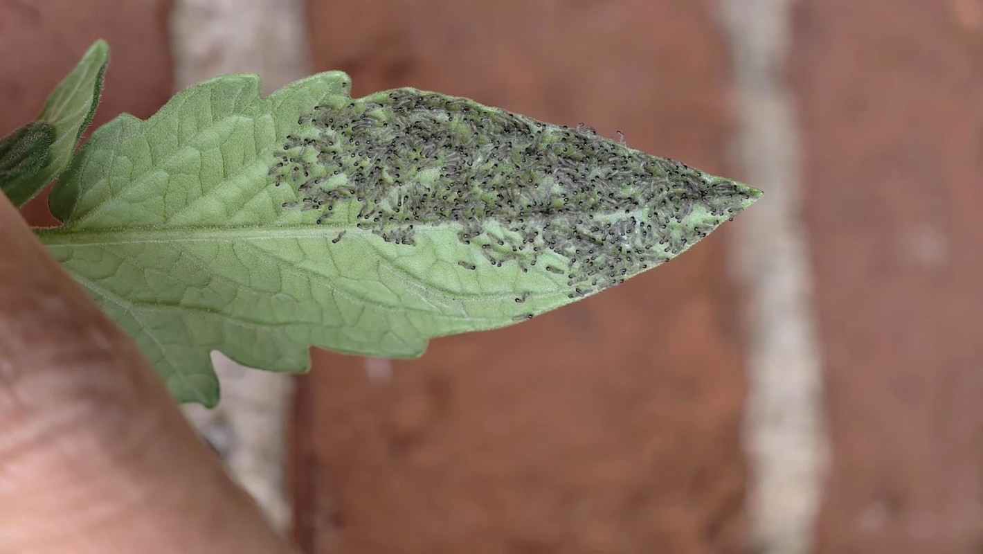 An infested leaf covered with numerous small black larvae.