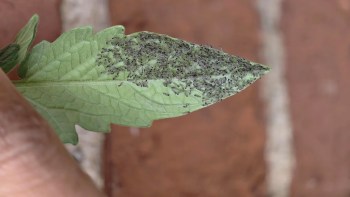 An infested leaf covered with numerous small black larvae.
