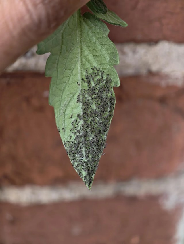 A cluster of tiny bugs on the end of a tomato plant leaf.