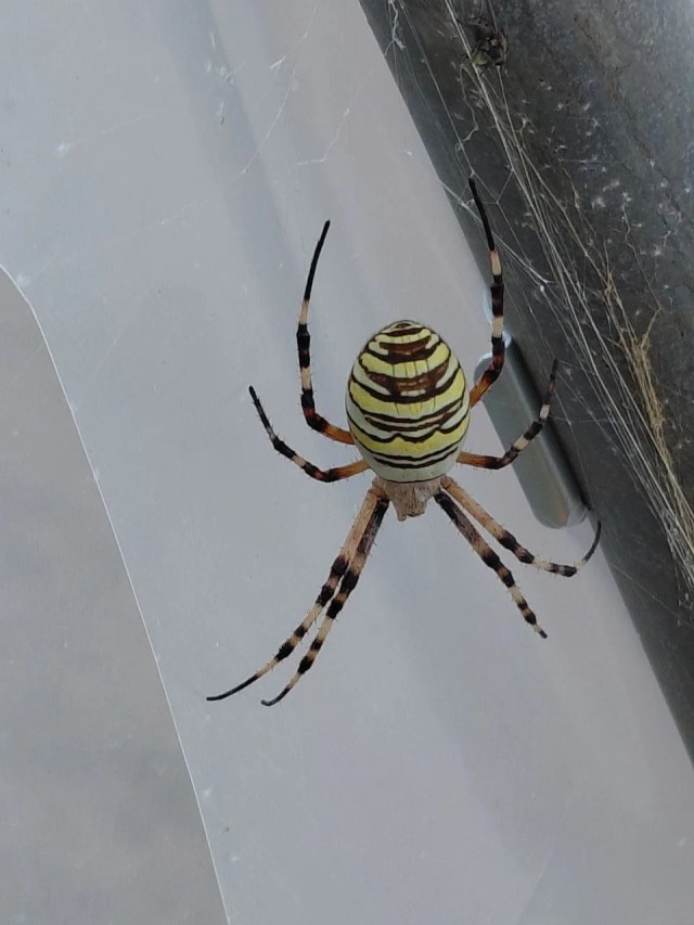 A large yellow-and-black spider.