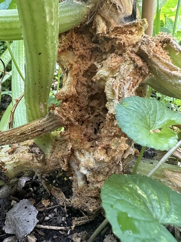 A close-up of a damaged plant stem with brown, decaying material and surrounding green leaves.