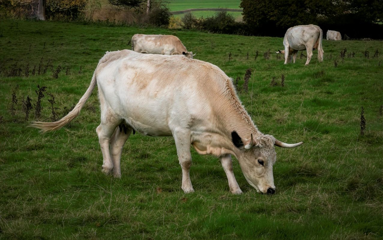 White park cattle.