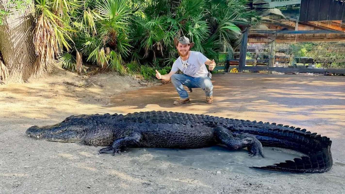 A man giving two thumbs-up near an alligator.