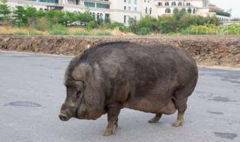 A wild boar in the middle of a road.
