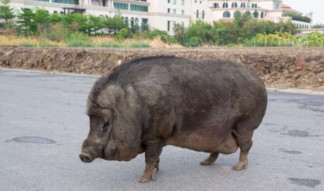 A wild boar in the middle of a road.