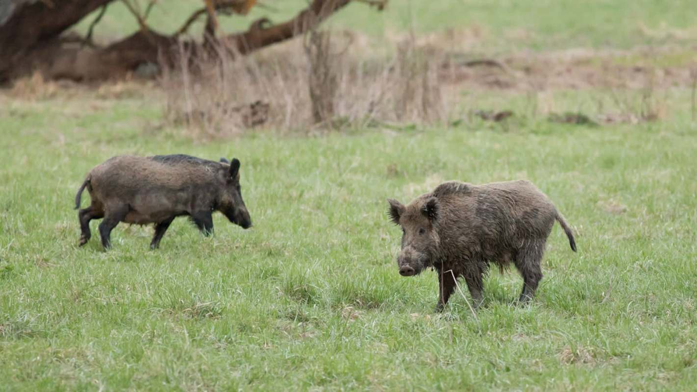 Two wild boars walk through a grassy field.