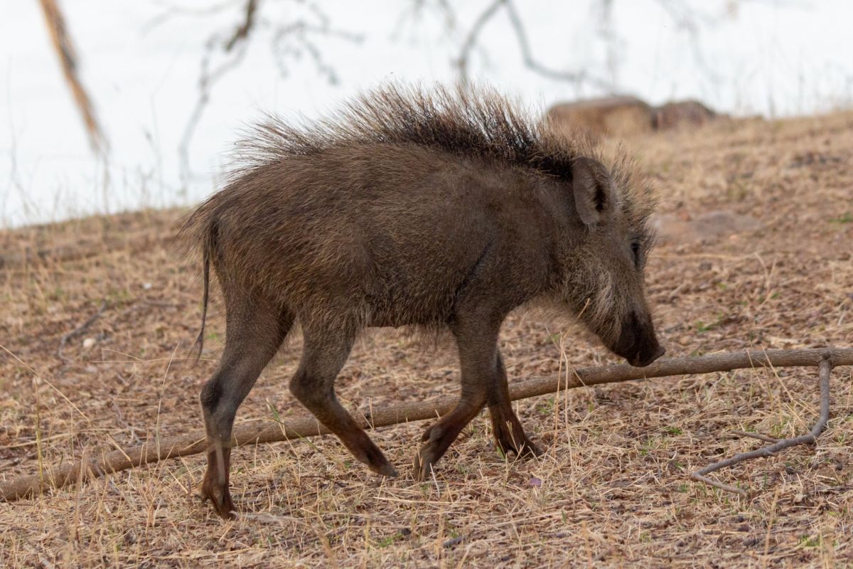 A wild boar.