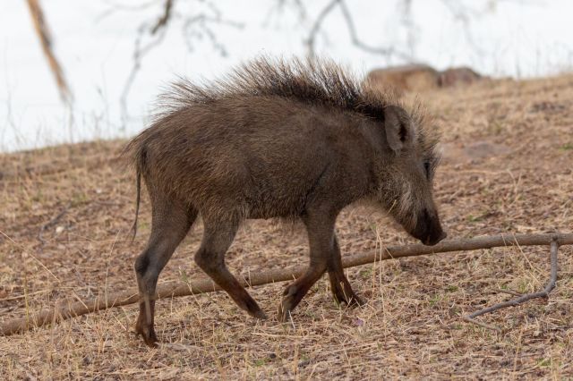 A wild boar.