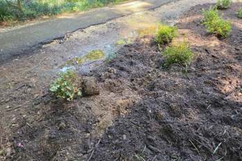 A patch of disturbed soil.