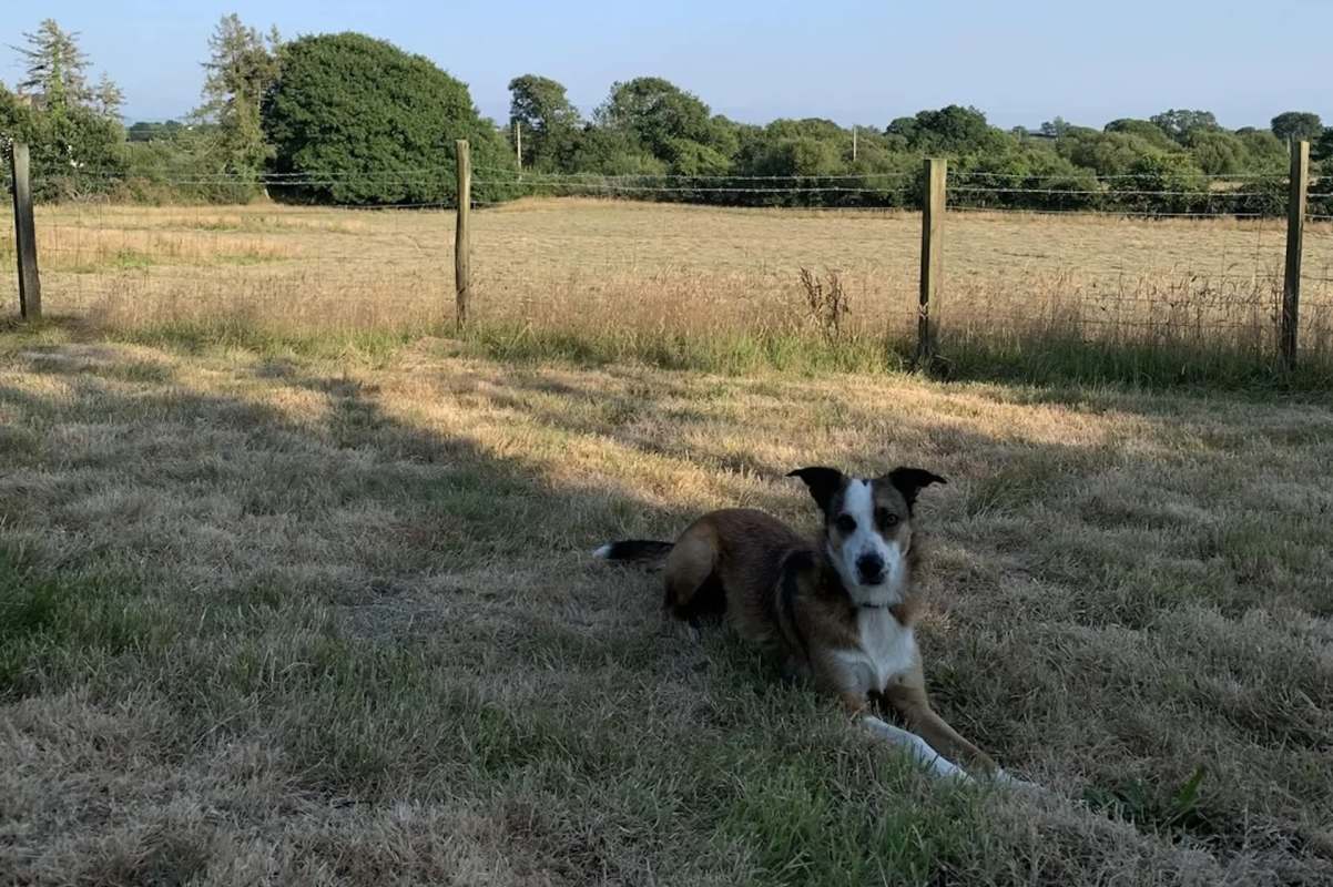 A collie resting on grass.