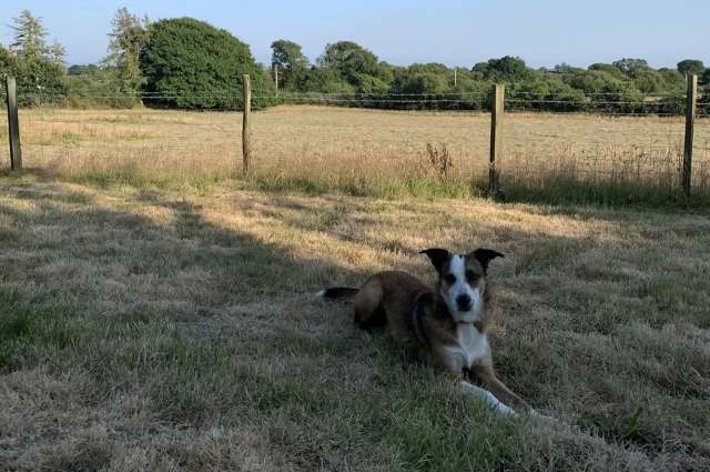 A collie resting on grass.
