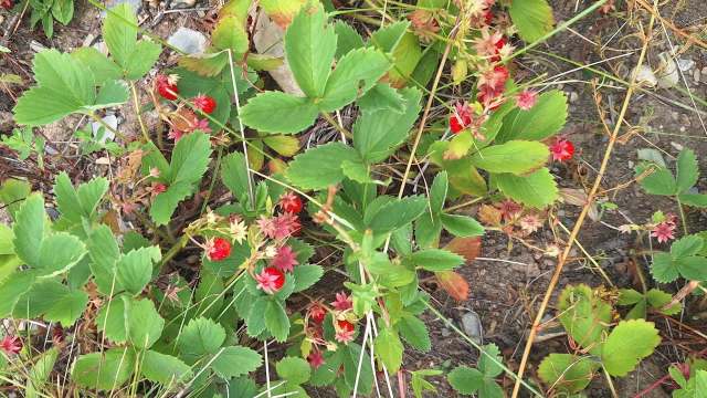 Wild strawberries growing among green leaves and grass.