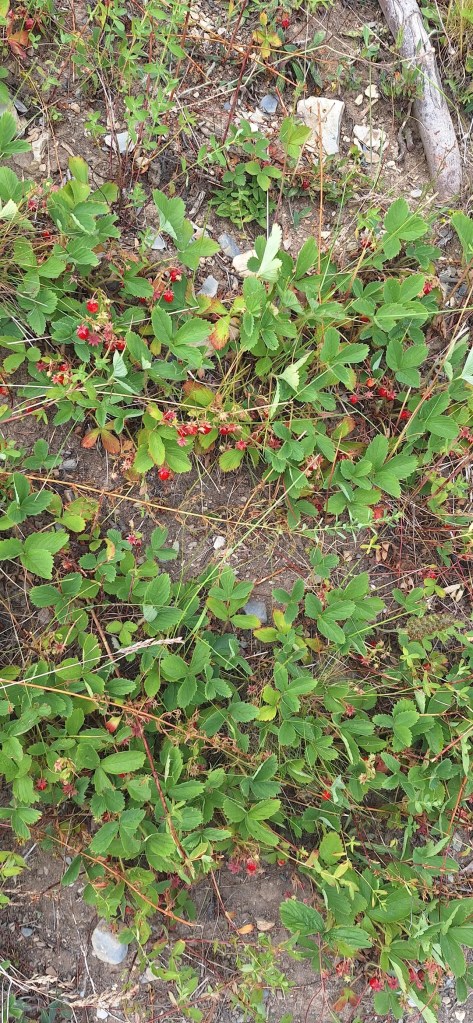 Wild strawberries.