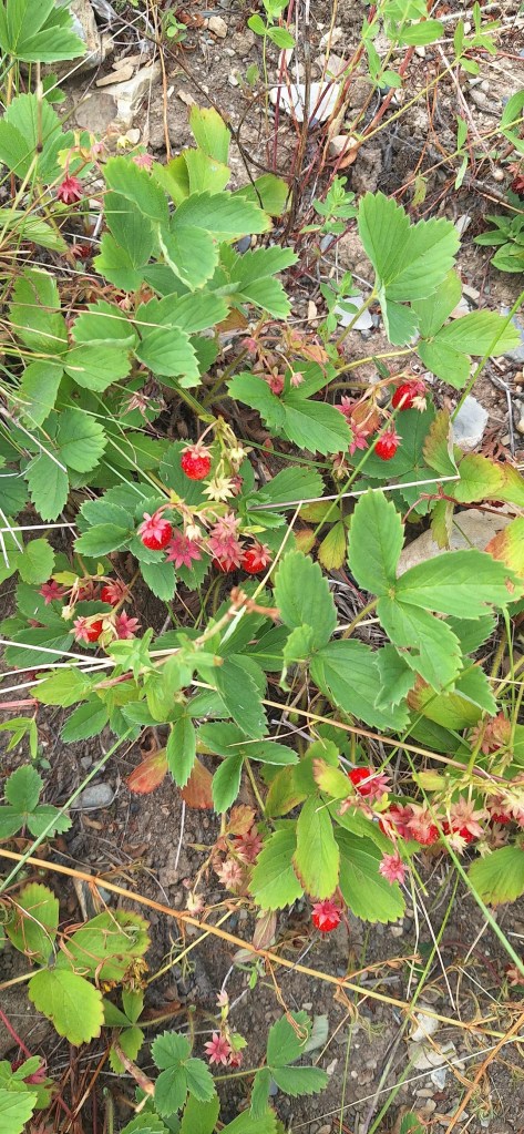 Wild strawberries.