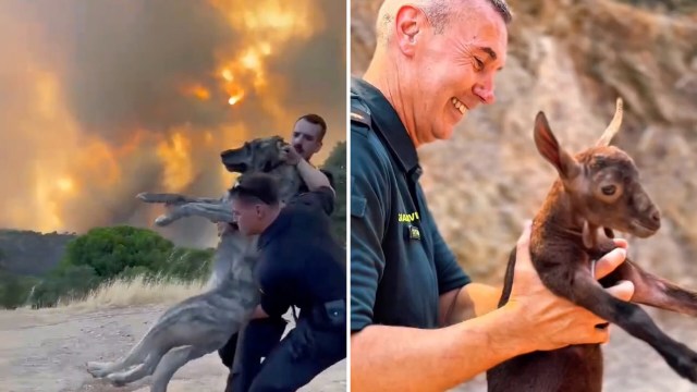 Two people rescue a dog from a wildfire, while another holds a baby goat.