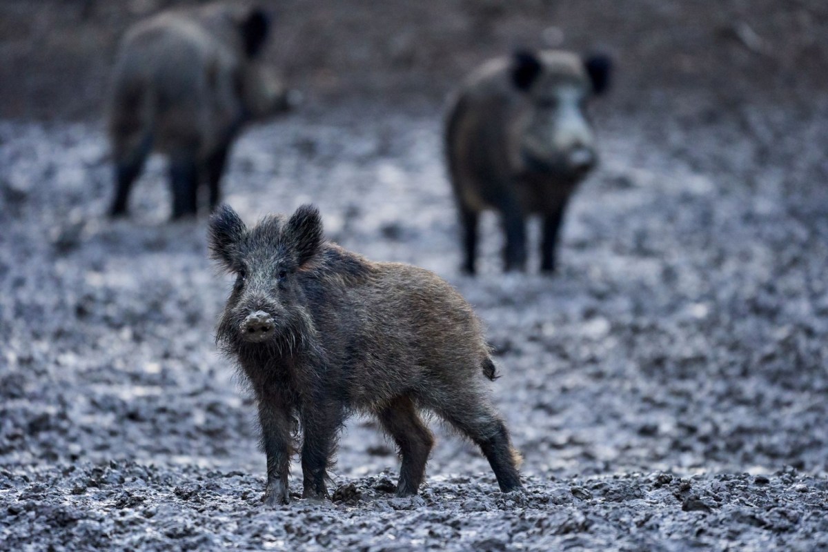 Wild hogs.
