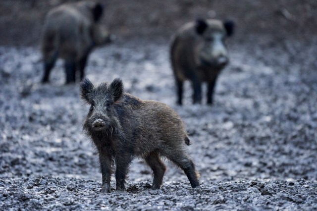Wild hogs.