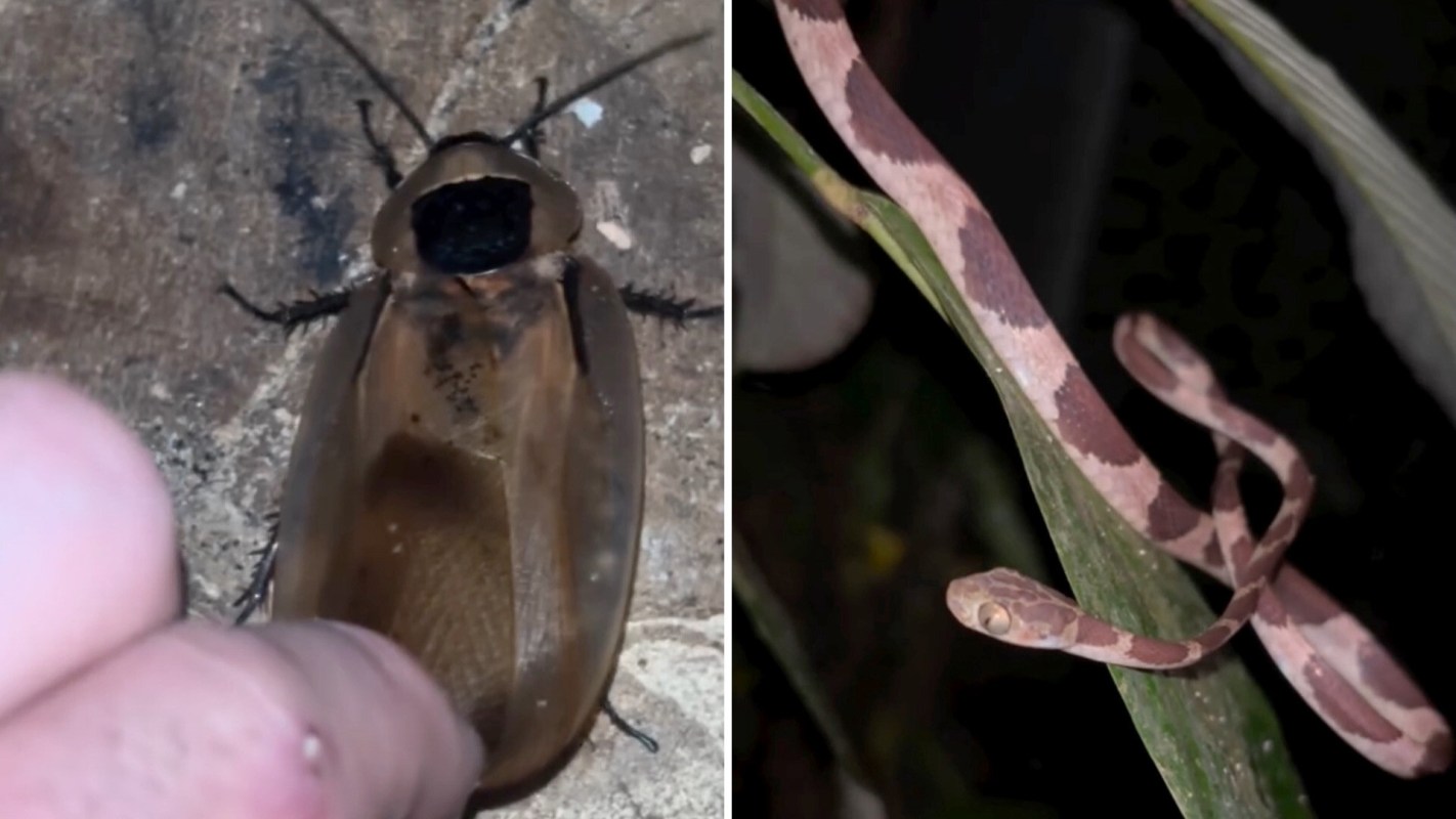 A cockroach and a snake resting on leaves.
