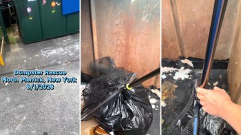 A woman using a net to rescue an animal in a dumpster.