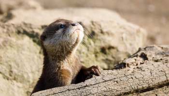 An otter sits on a log, looking upwards with a blurred natural background.