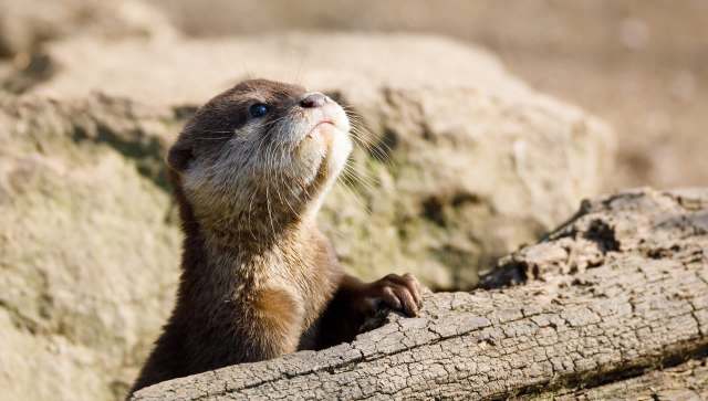 An otter sits on a log, looking upwards with a blurred natural background.